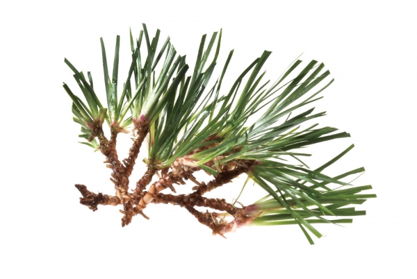 ⓒ 시사저널 임준선