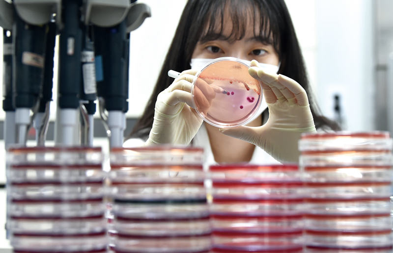 경기도보건환경연구원의 한 연구원이 식중독균 배양분리 작업을 하고 있다.ⓒ뉴시스