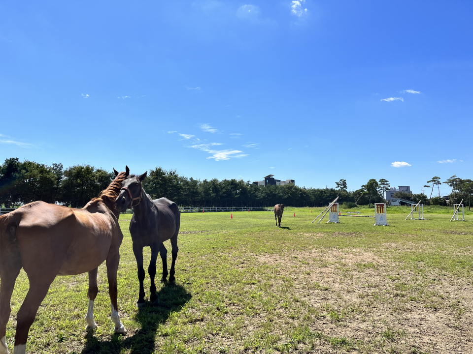 대부남동에 위치한 승마장. 대부도는 고려, 조선시대부터 나라에서 말을 훈련시키던 장소였다. ⓒ김지나
