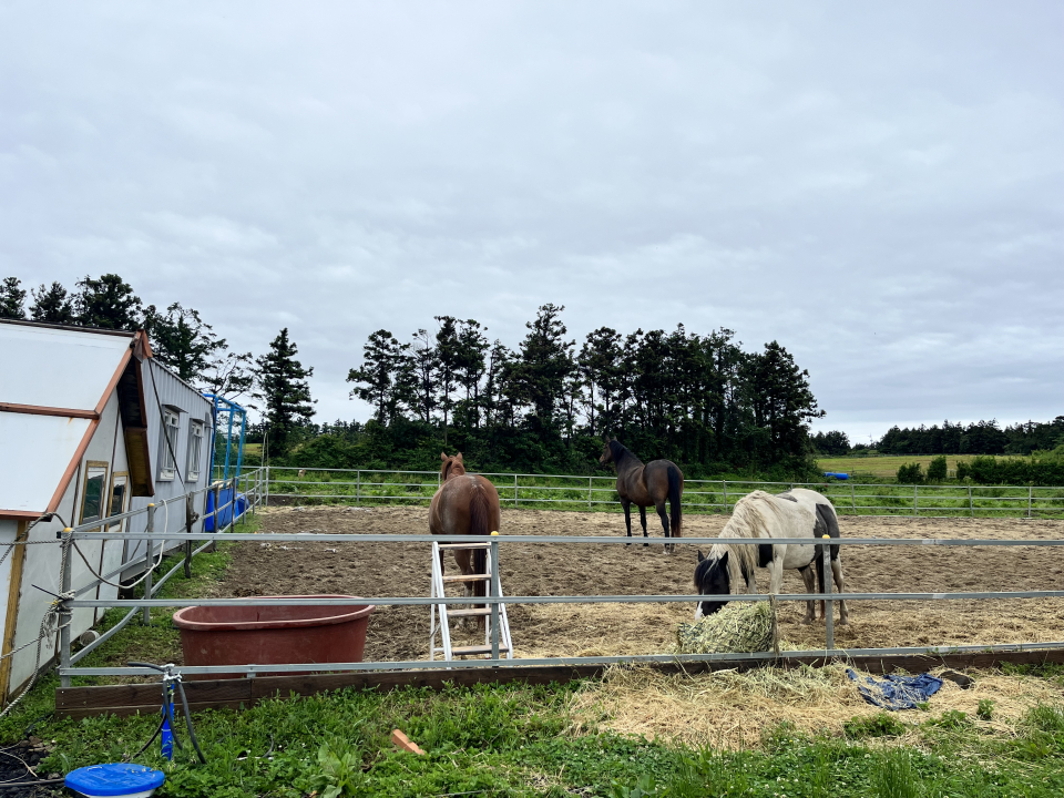 방치됐거나 폐사할 위기에 처했던 말들을 입양해 새롭게 교육하는 제주도의 한 목장. ⓒ김지나