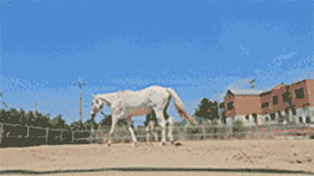 이제는 차분하게 가벼운 운동을 할 수 있게 된 티파니 ⓒ허드앤허트 @herd_and_heart_horsemanship)