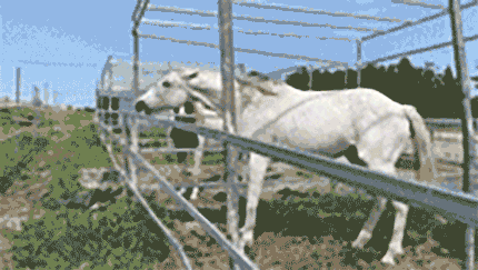 경주 퇴역마 티파니는 무리한 외승을 반복하며 심각한 상처와 트라우마를 얻었다. ⓒ허드앤허트 @herd_and_heart_horsemanship)