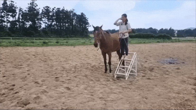 경주퇴역마 '진주'는 사람이 타려고 시늉만 해도 화를 내고 거부할 정도로 퇴역 후 트라우마가 심각했다.(ⓒ허드앤허트