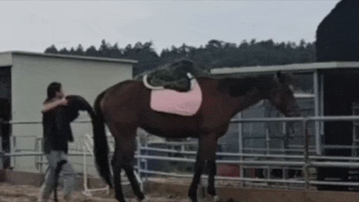 이제는 안장을 얹고 기승준비를 하는 동안에도 가만히 서서 기다리는 '진주'. ⓒ허드앤허트