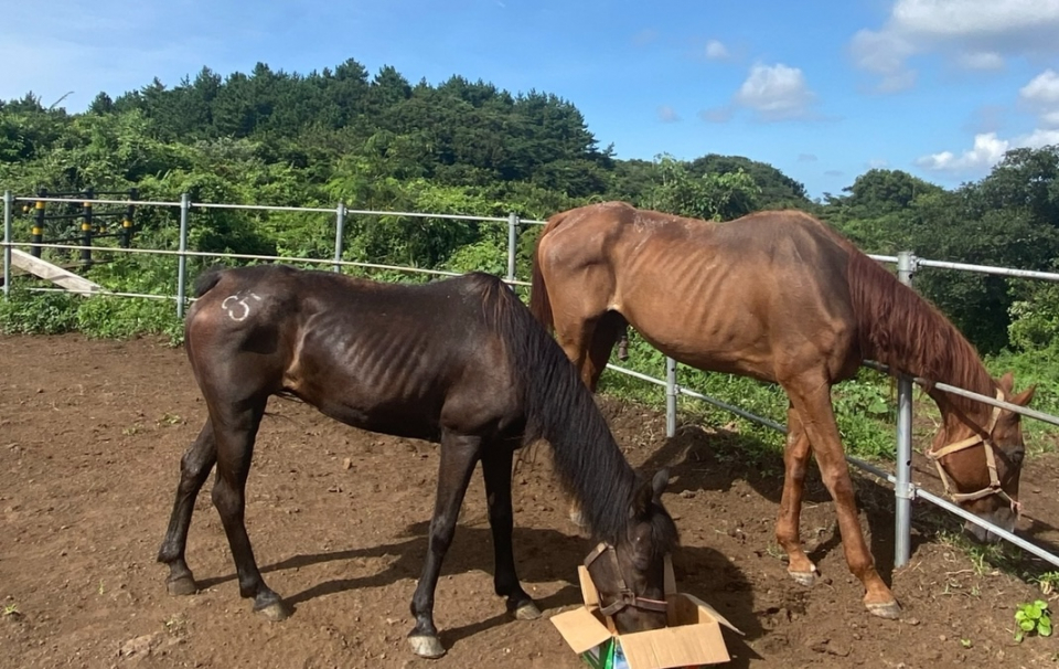 구조 직후 제주도 말 보호시설에 도착한 별밤이와 도담이. ⓒ동물자유연대