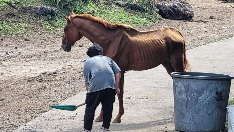 시설 방문객이 촬영한 사망하기 넉 달 전 별밤이의 모습. 구조 직후보다 더 마른 모습이다. ⓒ익명제보