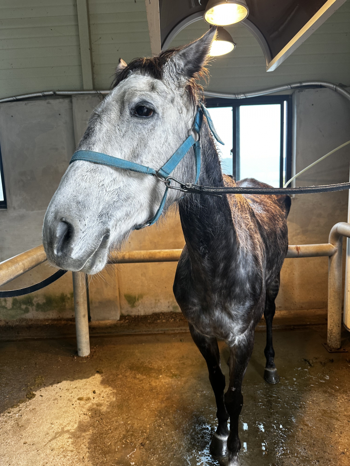잘못된 말산업 구조 속에서 비전문화된 승마장들이 생겨나고 적절한 보살핌을 받지 못하는 말이 늘어나고 있다.