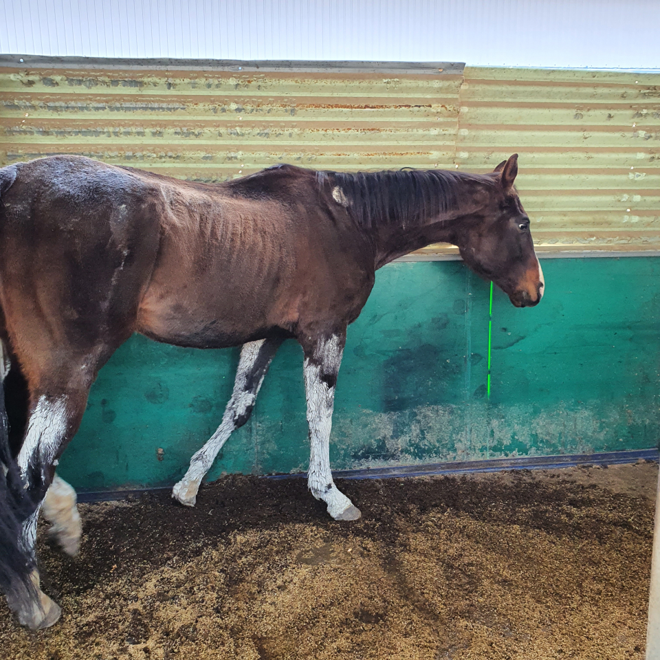 잘못된 말산업 구조 속에서 비전문화된 승마장들이 생겨나고 적절한 보살핌을 받지 못하는 말이 늘어나고 있다. ⓒ김지나