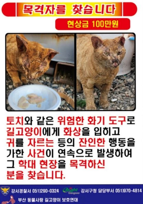 부산동물사랑길고양이보호연대 측이 최근 부산 강서구에서 발생한 길고양이 학대 의심 사건과 관련한 제보를 받고자 제작 및 배포한 전단지 ⓒ부산동물사랑길고양이보호연대