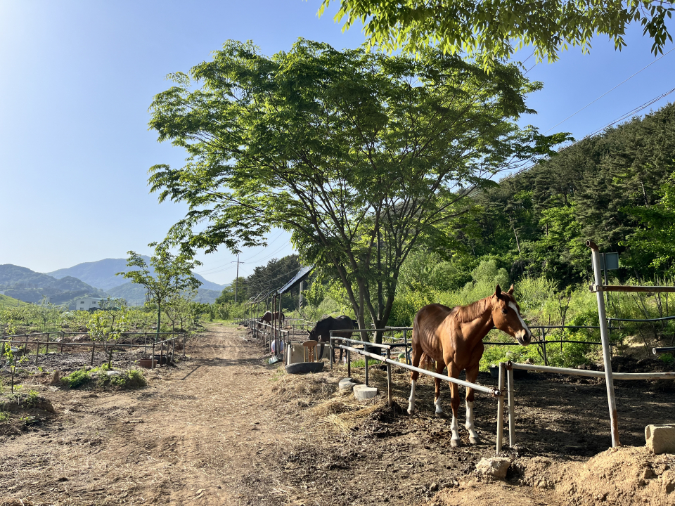 경남 창원의 한 승마장에서 함께 지내고 있는 나이키와 보배. 낮에는 이렇게 바깥에 마련된 작은 방목장에서 시간을 보낸다. ⓒ김지나
