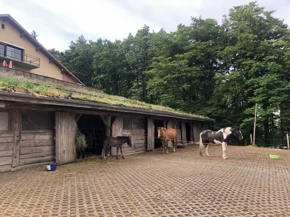 마방에 연결돼 있는 작은 방목장. 보통 패독(paddock)이라고 부른다. ⓒ김지나
