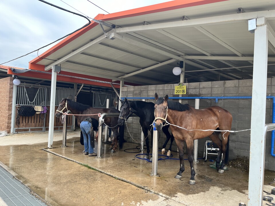 상주국제승마장의 세마실(洗馬室) 풍경. 말을 사육하는 데에는 많은 공간과 설비가 필요하다. ⓒ김지나