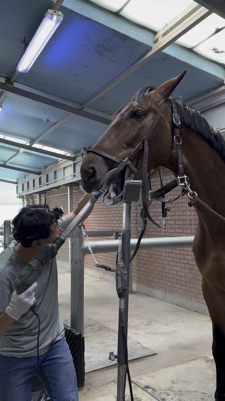 말은 주기적으로 발굽관리, 이빨관리, 예방접종 등을 주기적으로 받아야 한다. ⓒ김지나