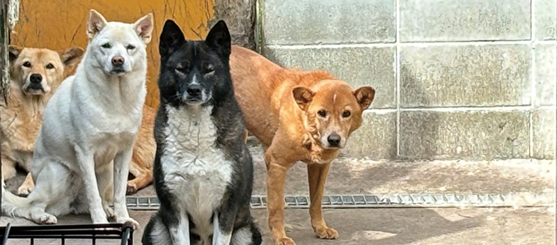 국제긴급구호단체 ‘피스윈즈재팬’은 일본 히로시마현의 진세키코겐정에서 고향납세를 활용한 ‘피스완코(유기견 보호) 프로젝트’를 시행하고 있다. ⓒ시사저널 정윤경