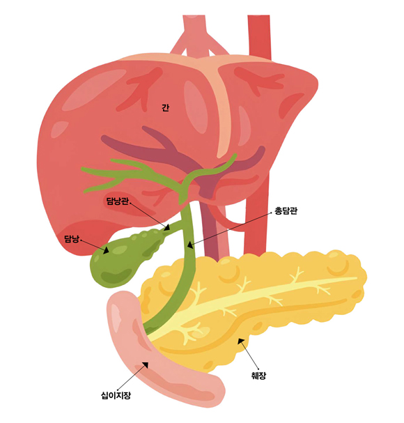 담낭과 총담관 위치 ⓒ한림대동탄성심병원
