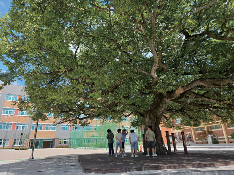 영광초등학교 학생들이 나무 그늘에서 더위를 피하고 있는 모습 ⓒ시사저널 오유진