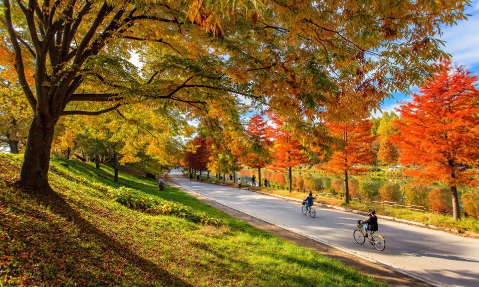 담양 관방제림의 ‘2km 넘는 풍치림’ 단풍 ⓒ전남도