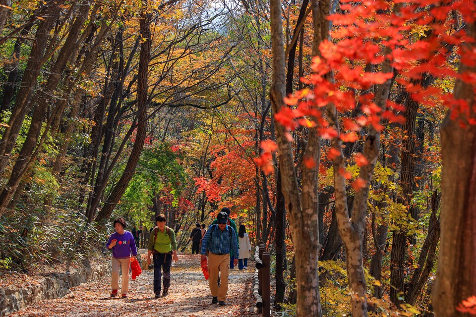 구례 피아골 단풍 ⓒ구례군