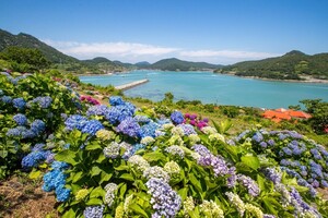 [休, 여기 어때?] "그 섬에 반하다" 고흥 쑥섬...400년 원시난대림 그대로 - 뉴스 썸네일 이미지