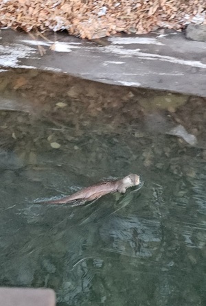 [군포 24시] 군포 반월호수에 멸종위기 수달 출현...수질개선 노력 '결실... - 뉴스 썸네일 이미지