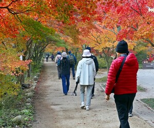 [정읍·완주·장수 24시] 정읍시, 내장산 단풍철 관광객 보호 행락질서... - 뉴스 썸네일 이미지