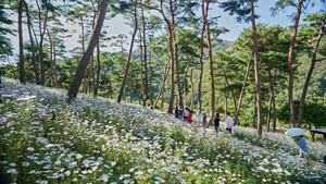 [정읍·완주·김제 24시] 정읍 구절초 꽃축제 26만7000여명 방문 가을 정... - 뉴스 썸네일 이미지